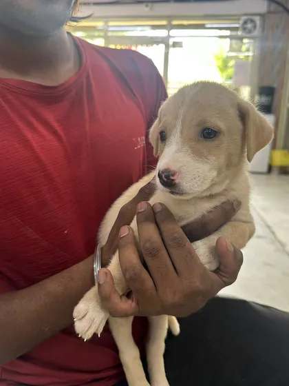 This light-colored puppy is one of three siblings looking for a home. They are extremely friendly and have received their initial vaccinations.