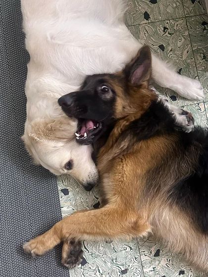 Zoella Dog Training - Behavior Modification My Pack: The Inspiration Behind It All photo 15