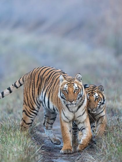 A horizontal composition was chosen here to accommodate the mother tiger's long, curved tail as she walks with her cub. Even in low light, my gear performs, capturing the cool blue tones of the winter morning.