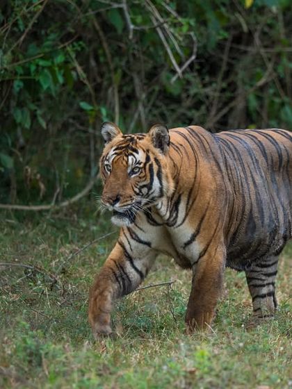 A tigress from the Russel line on patrol. Her confident stride and muscular build are characteristic of this powerful lineage that has shaped the history of Kabini.