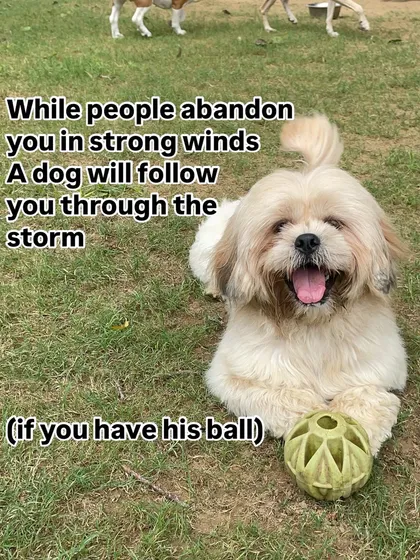 A dog will follow you through any storm, especially if you have their favorite ball. Their loyalty is unmatched.