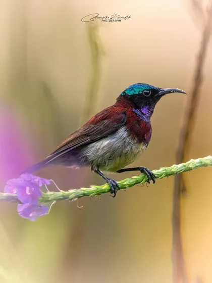 The Crimson-backed Sunbird is one of India's smallest sunbirds. Its iridescent head and deep red back are beautifully captured as it perches on a flower stem.