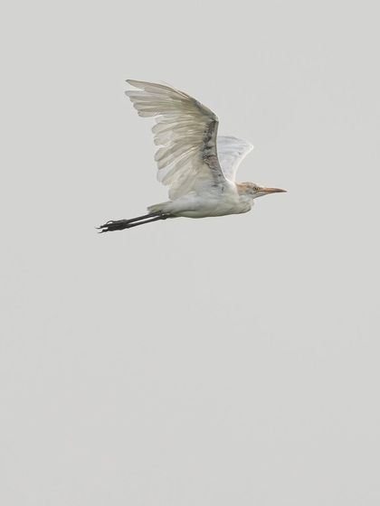 A cattle egret in breeding plumage, flying against a clean white sky. This high-key style of photography emphasizes the bird's form and movement.