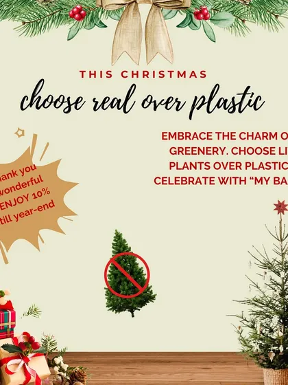 This Christmas, I encourage you to choose real over plastic. Embrace the charm of a living Christmas tree and enjoy a special year-end discount from me to you.