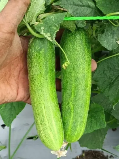 Two perfect cucumbers growing on the vine, a typical result in our farms.