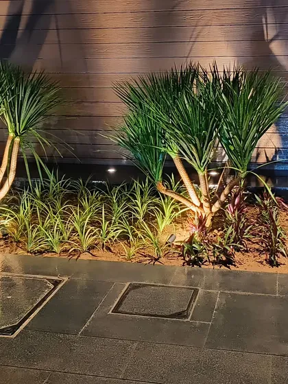 Another view of the landscape lighting, showing how it enhances the texture of the plants and the wooden wall behind them.