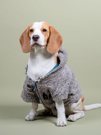 WoofWoof Stories - Commercial Pet Photography Pet Apparel & Accessories photo 5
