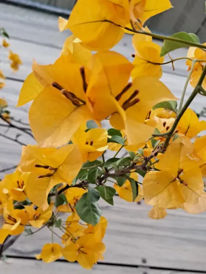 Bhardwaj - Urban Gardening Consultation A Riot of Colorful Flowers photo 159