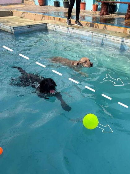 Poochkoo - Pet Activities & Adventures Splash Zone: Pool Fun & Hydrotherapy photo 6