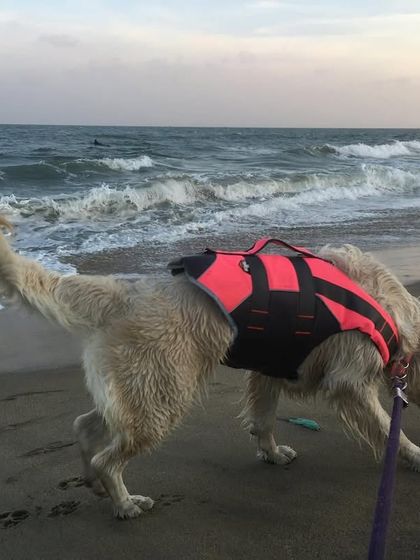 Deepthi - Dog Travel & Adventure Coaching Water Adventures: From Pools to Open Seas photo 6