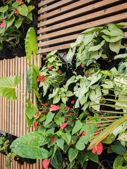 This is a close-up of a vertical garden I created on a south-facing fence. I used a mix of flowering plants and leafy greens to create a lush, living wall that also adds a beautiful texture to the space.