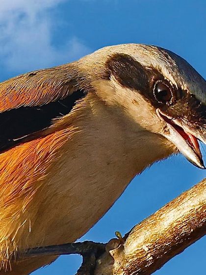 A Long-tailed Shrike with its beak open, as if calling. The bright sky background highlights the bird's silhouette and the details of its face.
