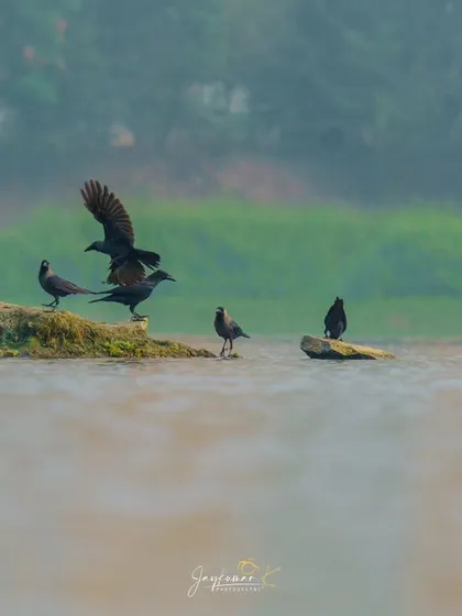 Another shot of the crows by the water, with one bird in mid-flight, wings outstretched.