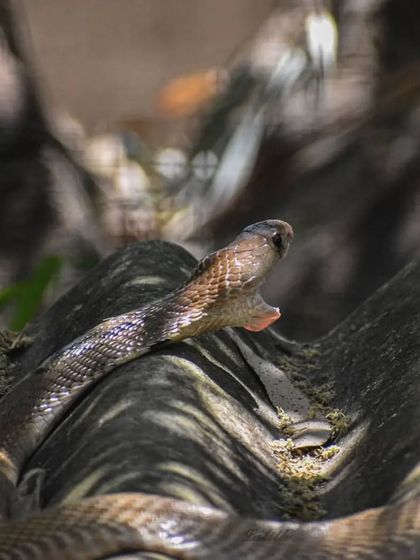 Lalith - Wildlife & Nature Photography The Little Worlds: Reptiles, Insects & Macro photo 15