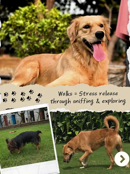 Walks are a dog's primary way to de-stress by sniffing and exploring the world. This collage shows a happy Golden Retriever and other dogs engaging their most powerful sense, their nose.