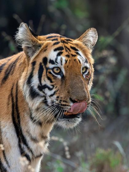 Tigers of India's Jungles photo 90