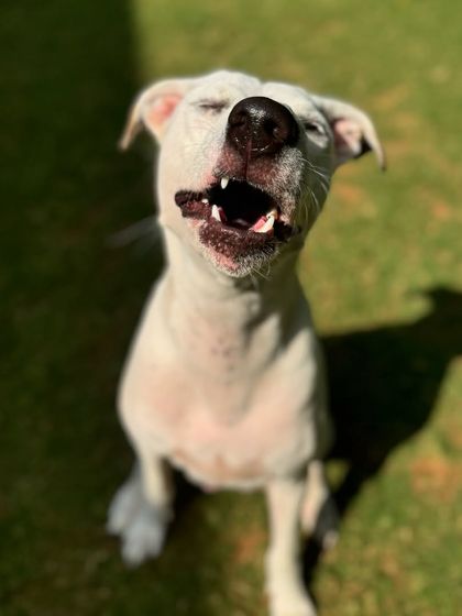 The many moods of Cheri-pie: the pre-sneeze scrunch.