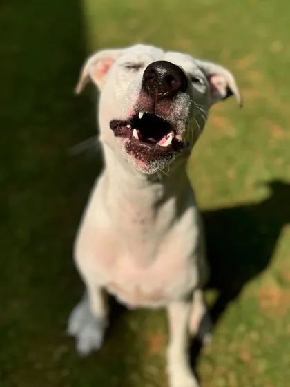 The many moods of Cheri-pie: the pre-sneeze scrunch.