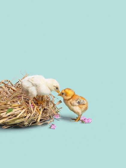 Pragalbh - Commercial Pet Photography The CARE Shelter Animal Series photo 8