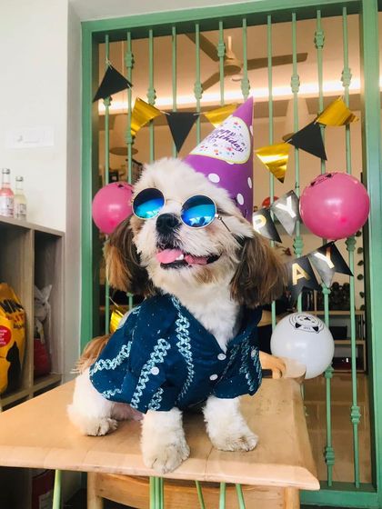 Tails of the City - Pet Supplies Our Pawsome Guests photo 7