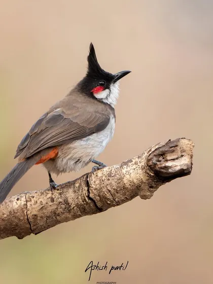 A Red-whiskered Bulbul with its characteristic pointed crest and red cheek patch.