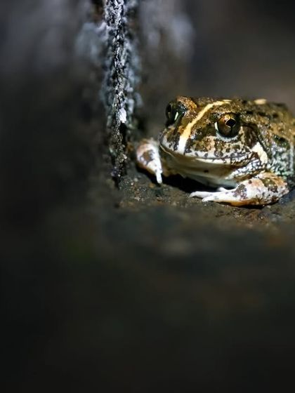 A Burrowing Frog peers from the darkness. We organize walks specifically to find and photograph the diverse frog species of the NCR.