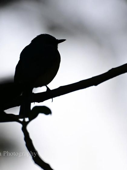 Avian Portraits & Stories photo 12