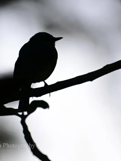 A silhouette of the flycatcher against a bright sky. Sometimes, the form and shape of a bird tell a story just as powerful as one of its vivid colors.
