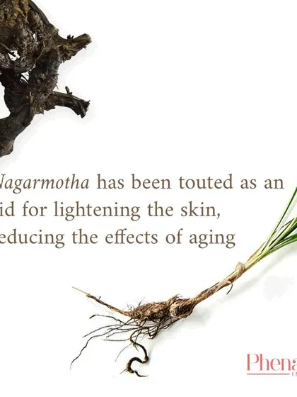 Nagarmotha has long been touted as an aid for lightening the skin and reducing the effects of aging. I use this powerful herb to create effective, natural solutions for hyperpigmentation and sun damage.