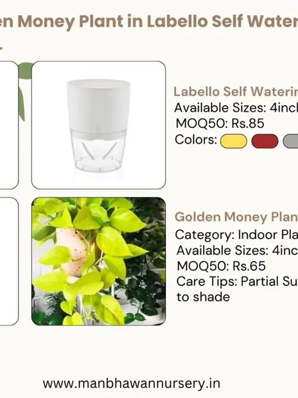For the busy professional, I recommend our self-watering planters. This Golden Money Plant comes in a smart pot that handles the watering for you, ensuring your green gift stays vibrant and healthy with zero stress.