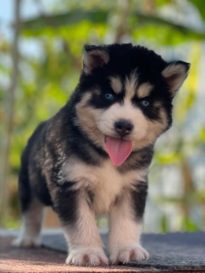 This pup is standing strong, showing off his sturdy build and beautiful black and white coat. He's a great example of a well-bred woolly Husky.
