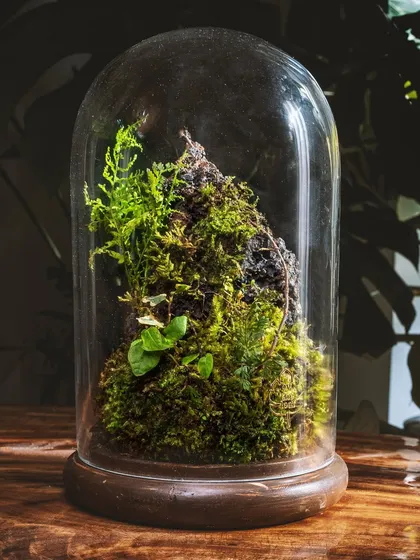 This "Life On A Mountain" terrarium is an 8-inch tall cloche design. It features a rocky peak covered in moss and small plants, creating a dramatic and beautiful scene.