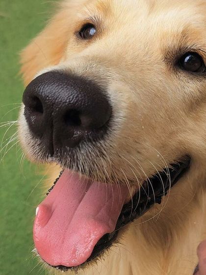 Becky's Bow Wow House - Dog Daycare Happy Faces & Close-Ups photo 23