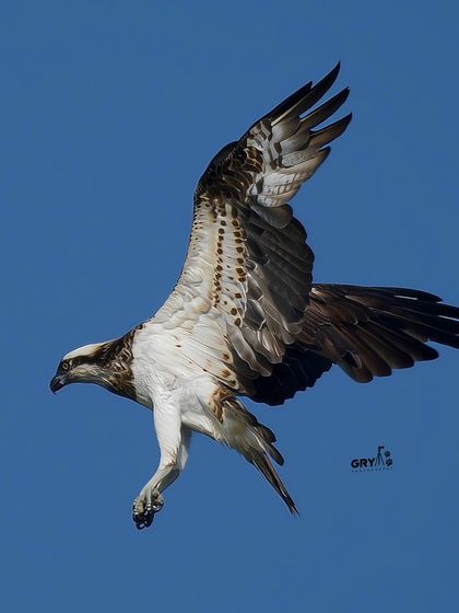 An Osprey, a specialized fish-eating hawk, captured mid-flight against a clear blue sky. This shot demonstrates my ability to track and photograph fast-moving subjects in open environments.