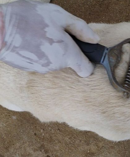 Another dog gets a thorough brushing. With so many residents, especially long-haired breeds, consistent grooming is a vital part of our operational care.