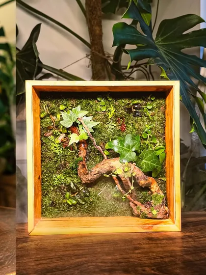 This unique wall-mounted terrarium is framed in wood, like a living painting. The misty effect in this video highlights its rainforest-like atmosphere.
