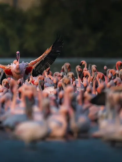 A flamingo rises above the flock, its wings spread wide against the lush backdrop of Navi Mumbai's wetlands. This shot is a celebration of life and a call to action to protect these vital urban habitats that are under constant threat.