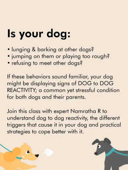 The Pack - Pet Parent Education & Workshops Expert-Led Online Masterclasses photo 18