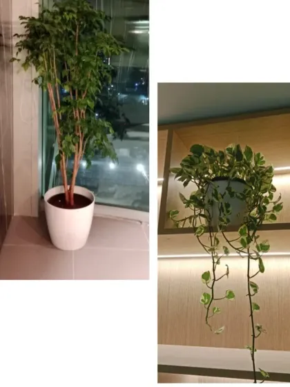 Even small spaces can be transformed with the right plants. A tall Ficus tree by the window adds height and drama, while a trailing Pothos vine brings a cascading green element to a simple shelf, making the most of vertical space.