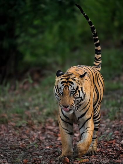 Tigers of India's Jungles photo 33