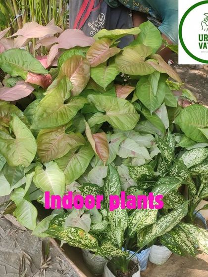 A mix of pink Syngonium and Dieffenbachia, two excellent and colourful indoor plant choices.