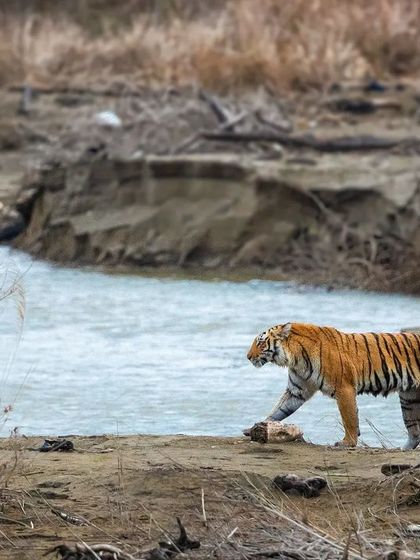 I was lucky to witness and document this entire hunting sequence at the Ramganga River in Corbett. A tigress spots her prey, dives into the river, and makes a successful kill, a raw display of instinct and power.