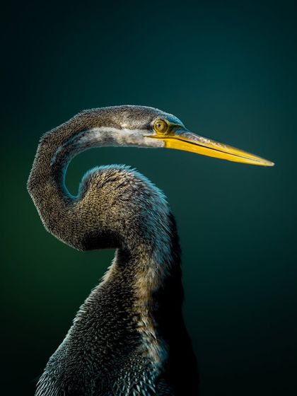 A stunning portrait of an Oriental Darter. The S-shaped curve of its neck is its most defining feature, earning it the name "snakebird." The clean background and beautiful light make this a classic portrait.