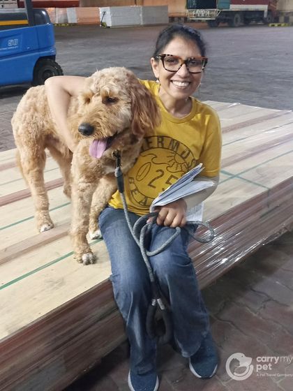 Straight out of Los Angeles, Lopino has his homecoming moment in Delhi. I handled all import paperwork to ensure a smooth arrival for this handsome dog.