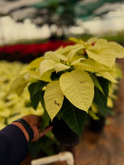 A Garden Full of Flowers (Seasonal & Perennial) photo 44