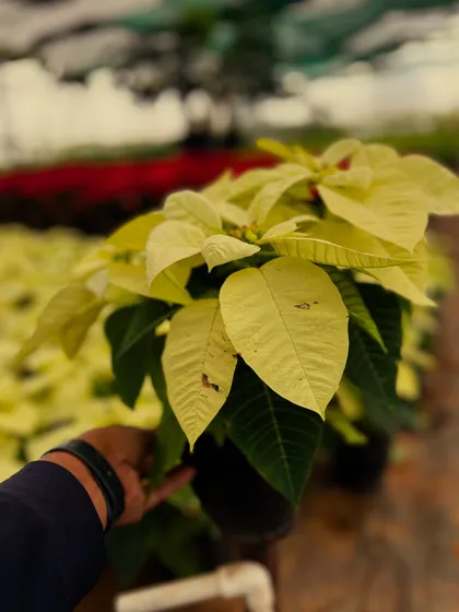 A close-up of a beautiful cream-white Poinsettia, offering a subtle and elegant alternative to the traditional red.