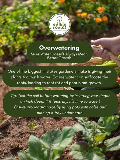 Overwatering is one of the biggest mistakes. Excess water can suffocate roots and lead to rot. It's best to test the soil before watering.