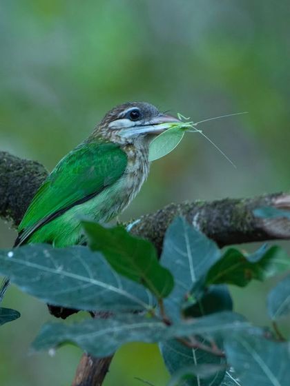 A White-cheeked Barbet with an insect in its beak, photographed in Tamhini. The tricky forest light here is a great opportunity to learn about managing ISO and shutter speed.