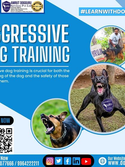 Dog Guru - Dog Behavior & Owner Consultation Training & Socialization Gallery photo 7