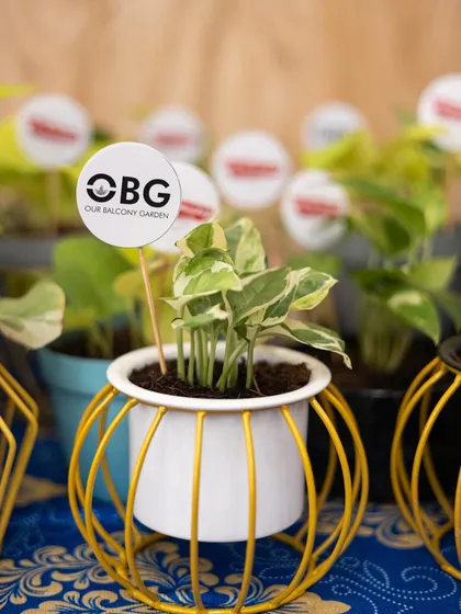 Another look at our plant gifts. A small plant in a white pot with a yellow wire stand, complete with our OBG branding tag.